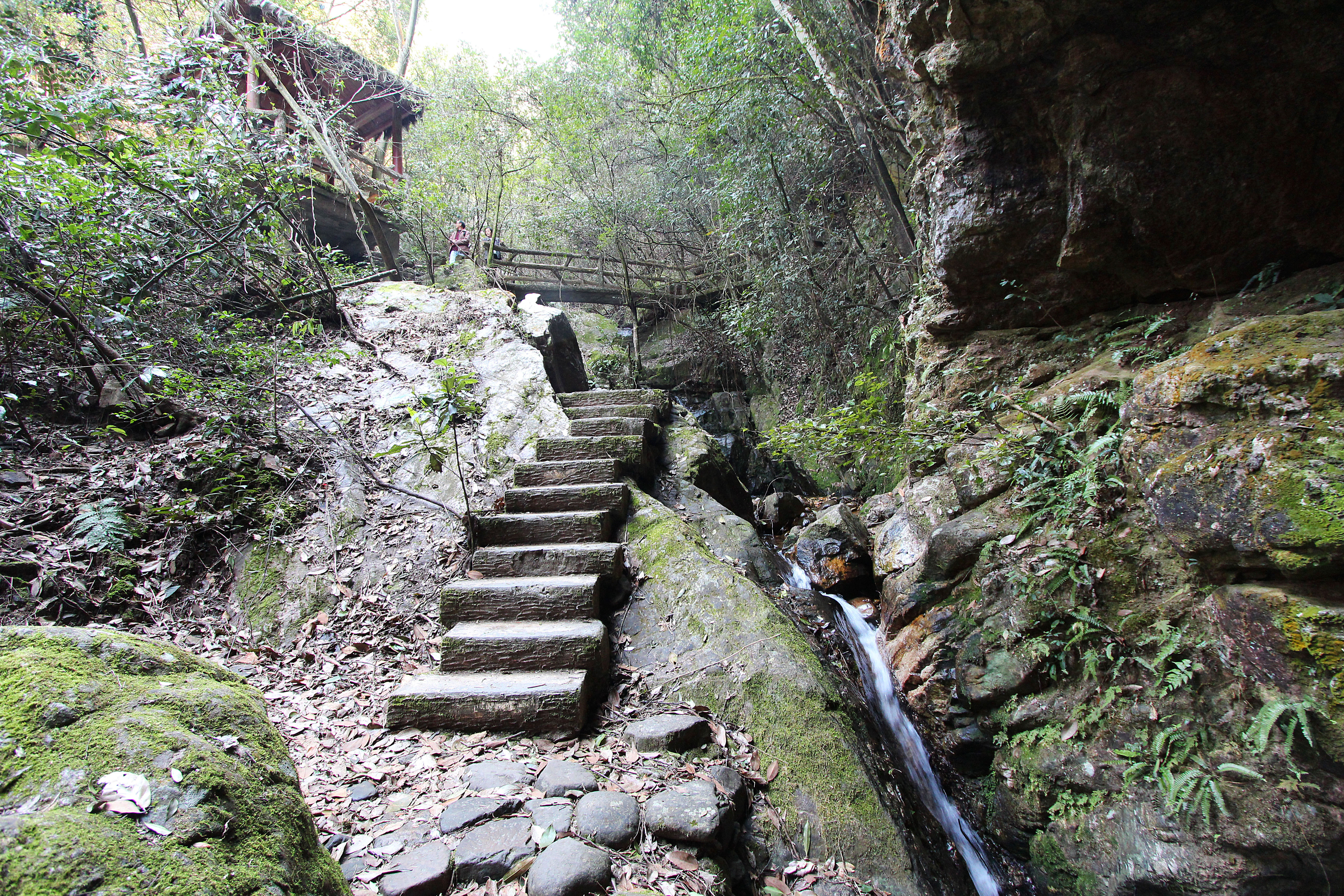 千岛湖森林氧吧