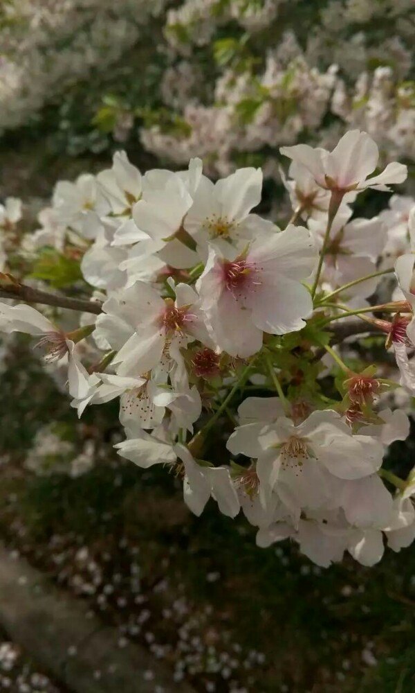 东京佐藤樱花馆图片