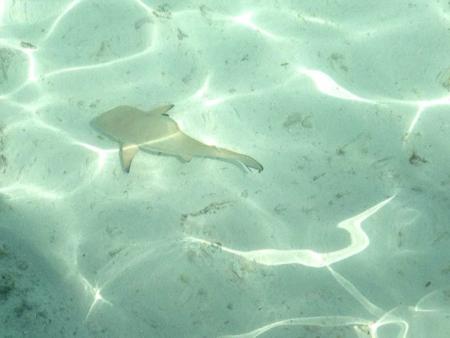 省事儿蜜月游-6月马代卡尼岛实用型攻略