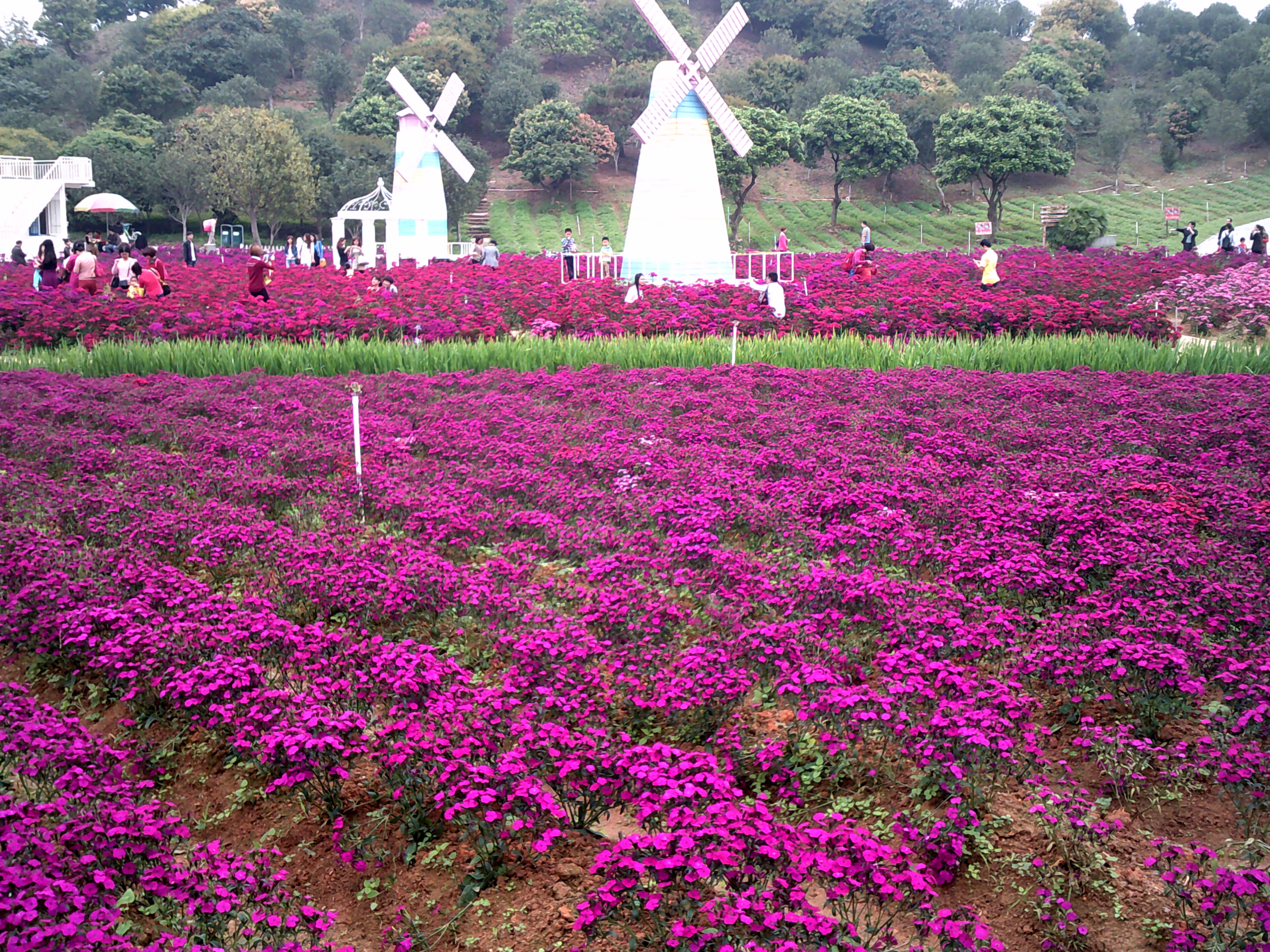 【攜程攻略】東莞夢幻百花洲景點,個人挺喜歡這個景點的,園區佔地挺大