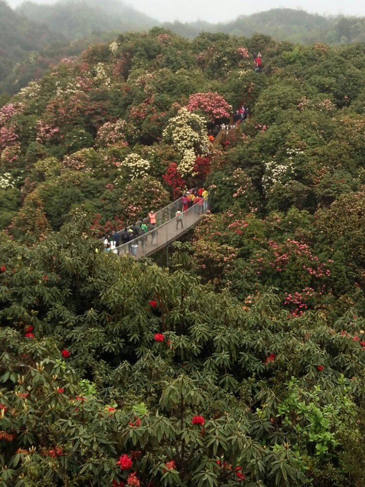 畢節百里杜鵑風景區好玩嗎,畢節百里杜鵑風景區景點怎麼樣_點評_評價