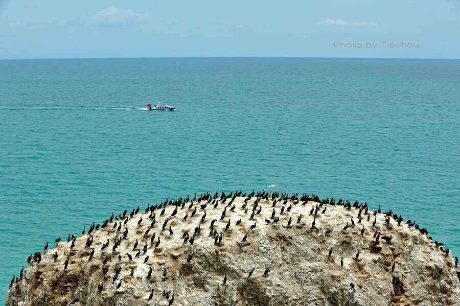 青海湖鸟岛