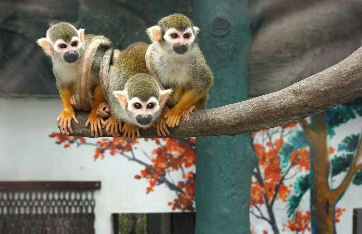 春天去龙凤山庄的动物园,猴子和鹦鹉很可爱,但毒蚊虫比较多,一定要带