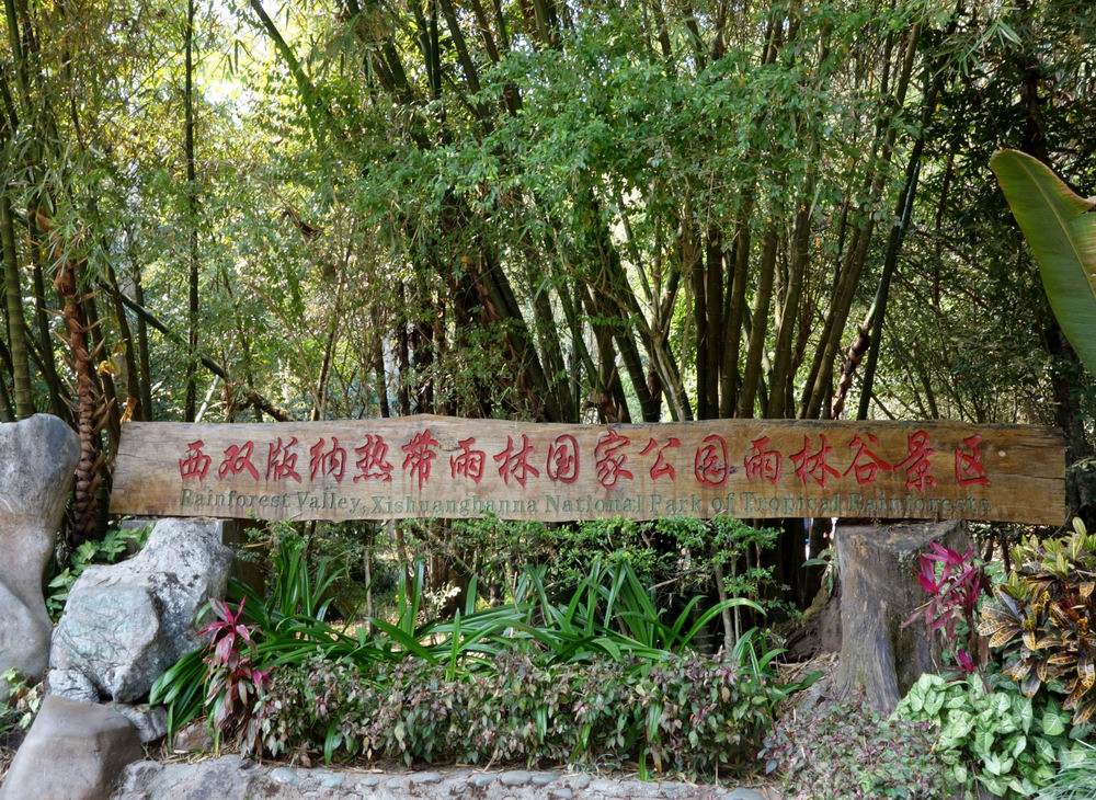 攝於 西雙版納熱帶雨林國家公園雨林谷景區