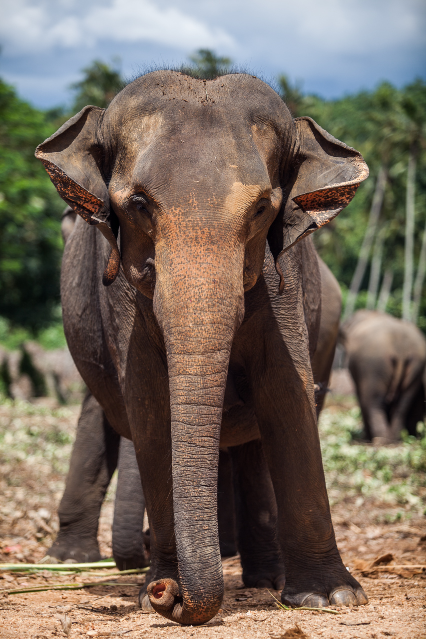 锡兰国的微笑 - 斯里兰卡游记攻略【携程攻略】