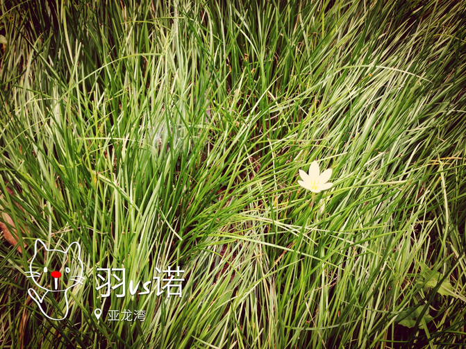 大手牵小手游亚龙湾(亚龙湾红树林度假酒店)