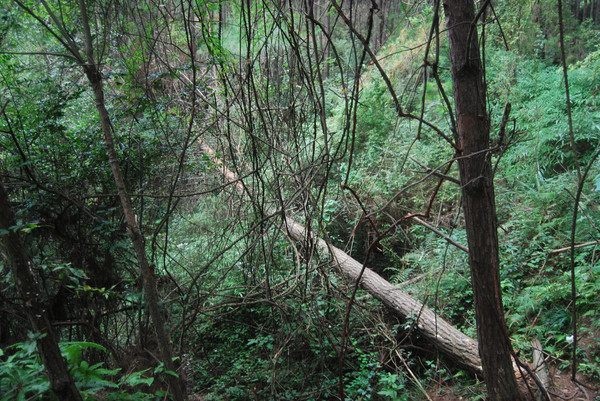 2014一元门票广元深度游(四、剑门关)