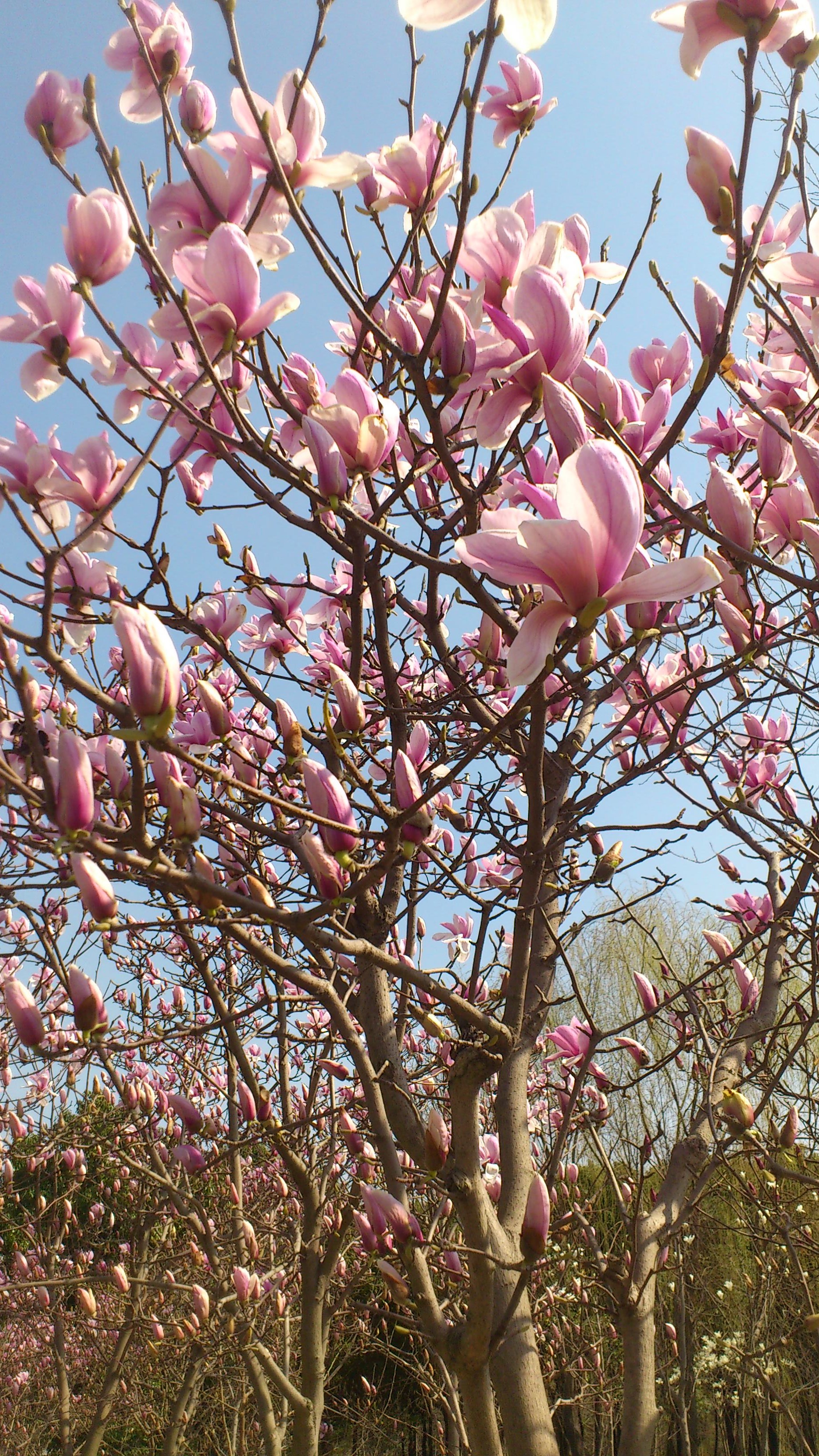 上海的市花是什么花啊(你知道上海市的市花是什么吗它有什么象征意义)