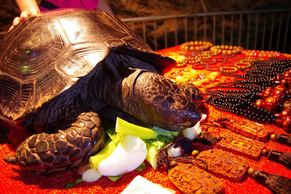 梦境奇缘,解析梦见乌龟爬过后有好多金子的深层含义 梦境奇缘,解析梦见乌龟爬过后有好多金子的深层含义