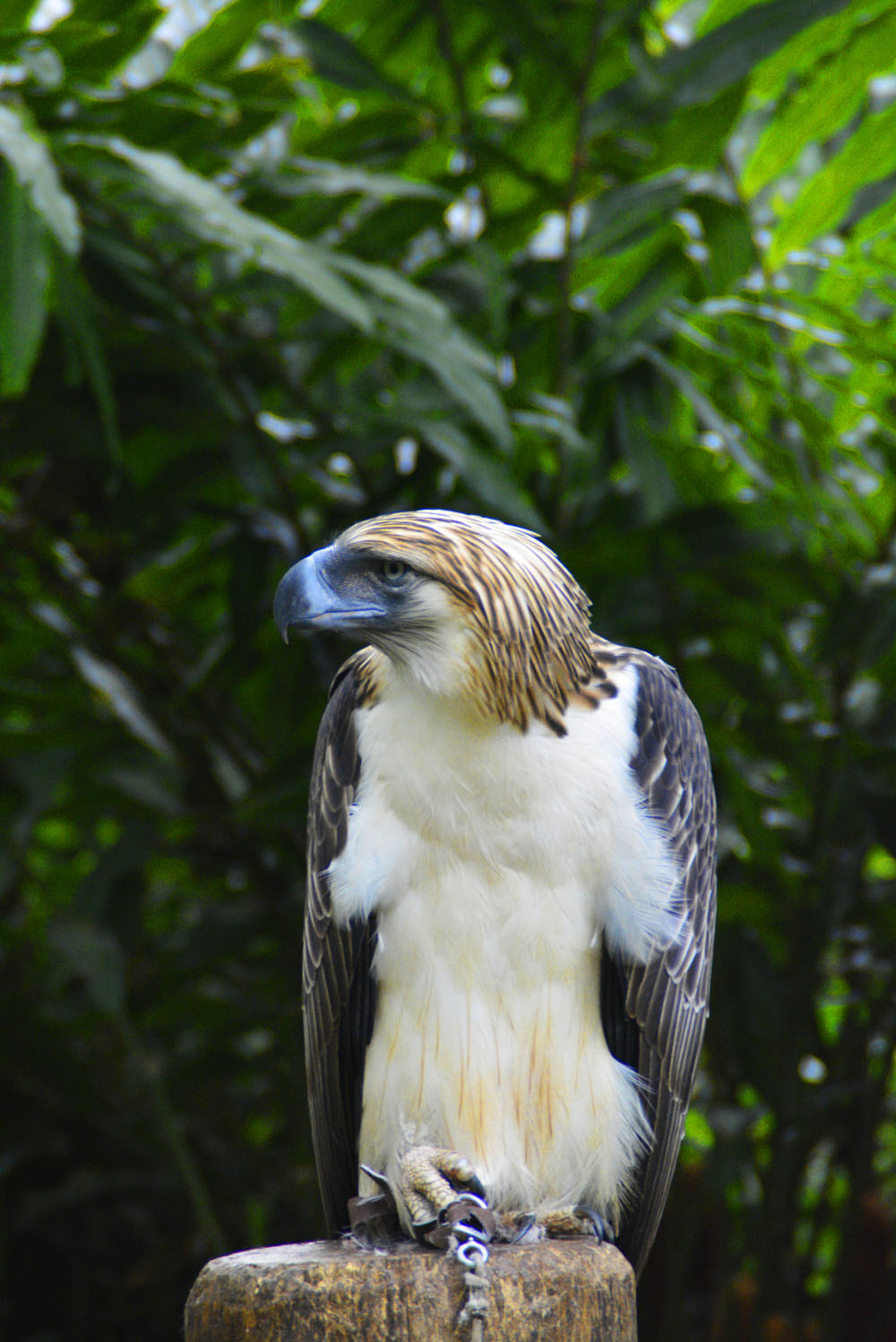 独闯菲律宾达沃:尝鳄鱼冰淇淋,与巨蟒共舞,暴走sm大扫货!