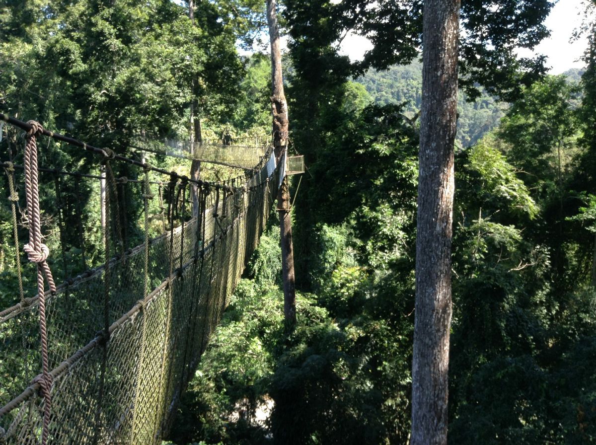 西雙版納熱帶雨林國家公園望天樹景區