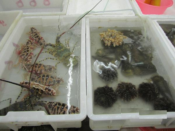 扬州大哥走天涯之--在三亚,东北人为什么特招人