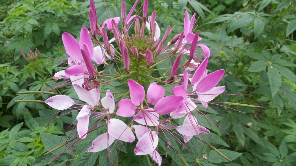 康琦赛,湛江康琦赛攻略/地址/图片/门票【携程攻略】