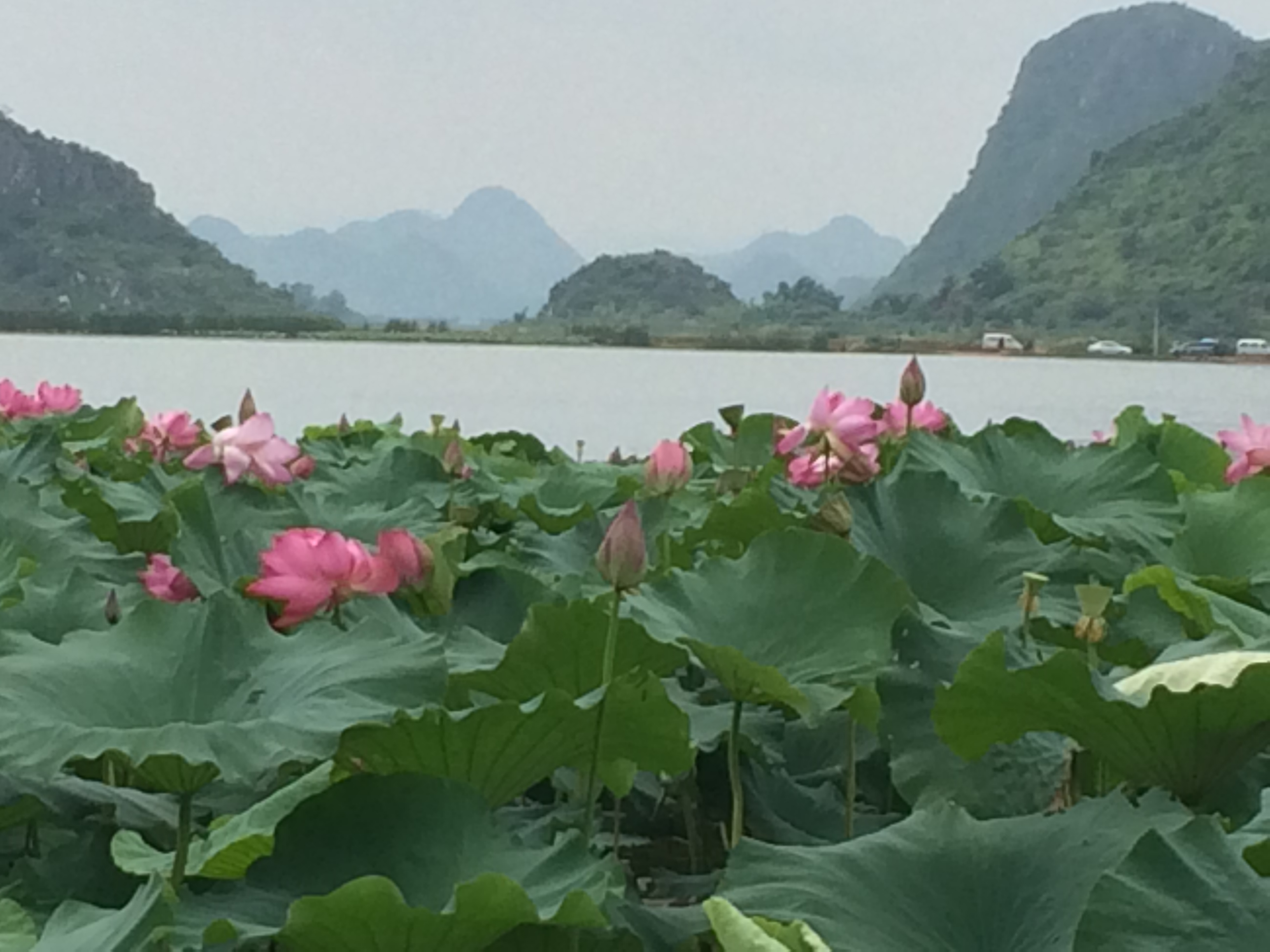 普者黑旅遊景點攻略圖