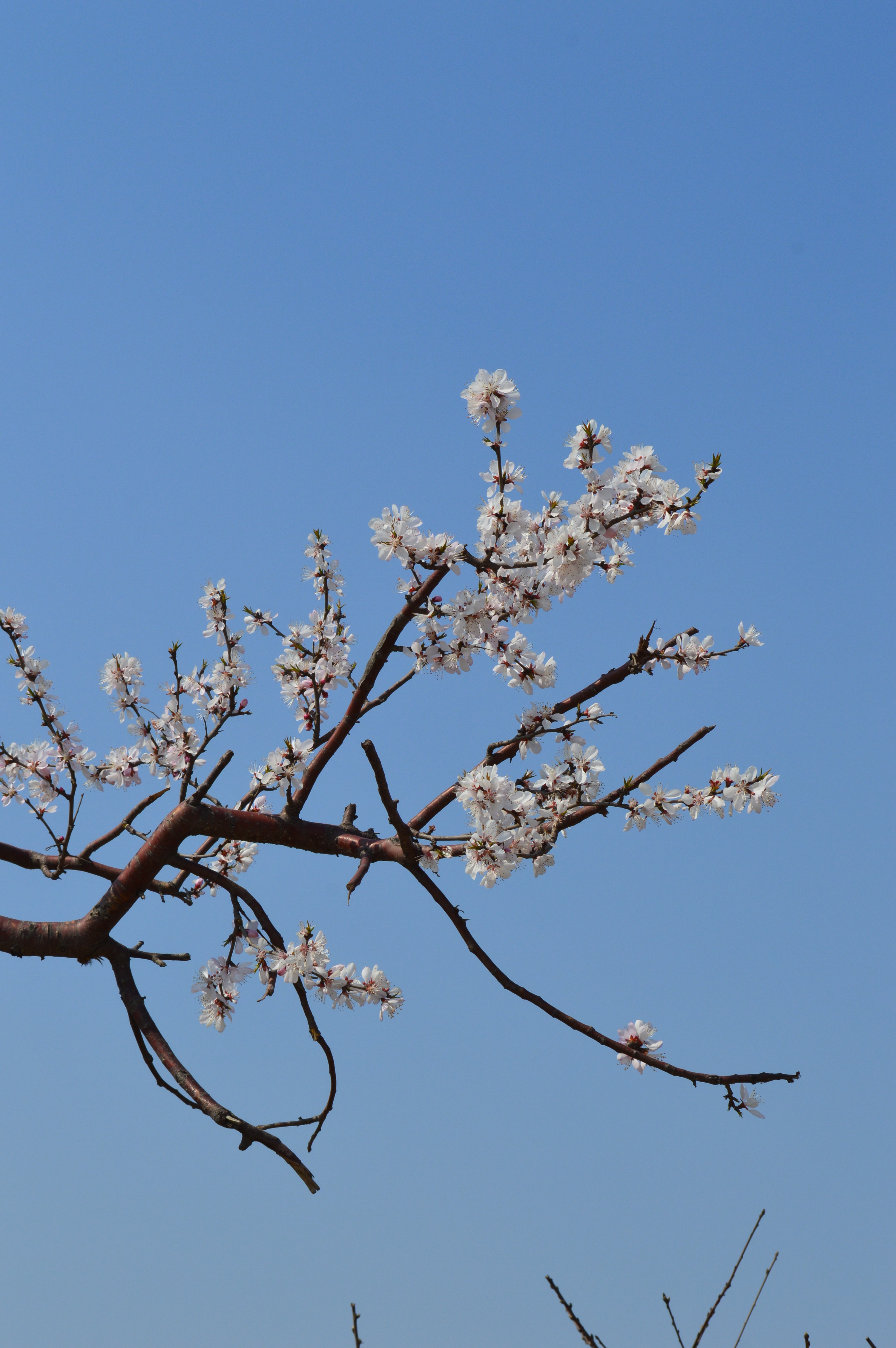 【美麗天津】 陽春三月,春暖花開