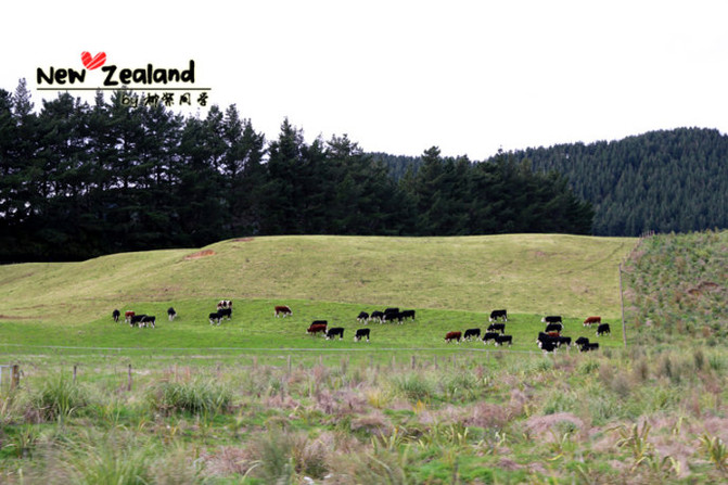 新西兰 萌萌的爱歌顿皇家牧场agrodome 罗托鲁瓦游记攻略 携程攻略