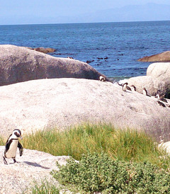[开普敦游记图片] [非洲:南非篇] Penguin Beach萌萌的企鹅群