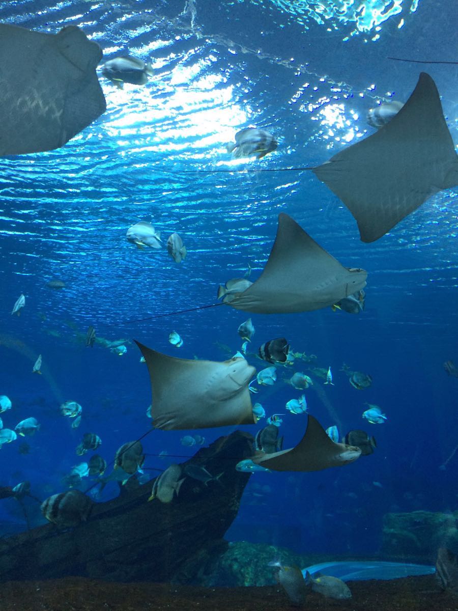 珠海长隆海洋王国