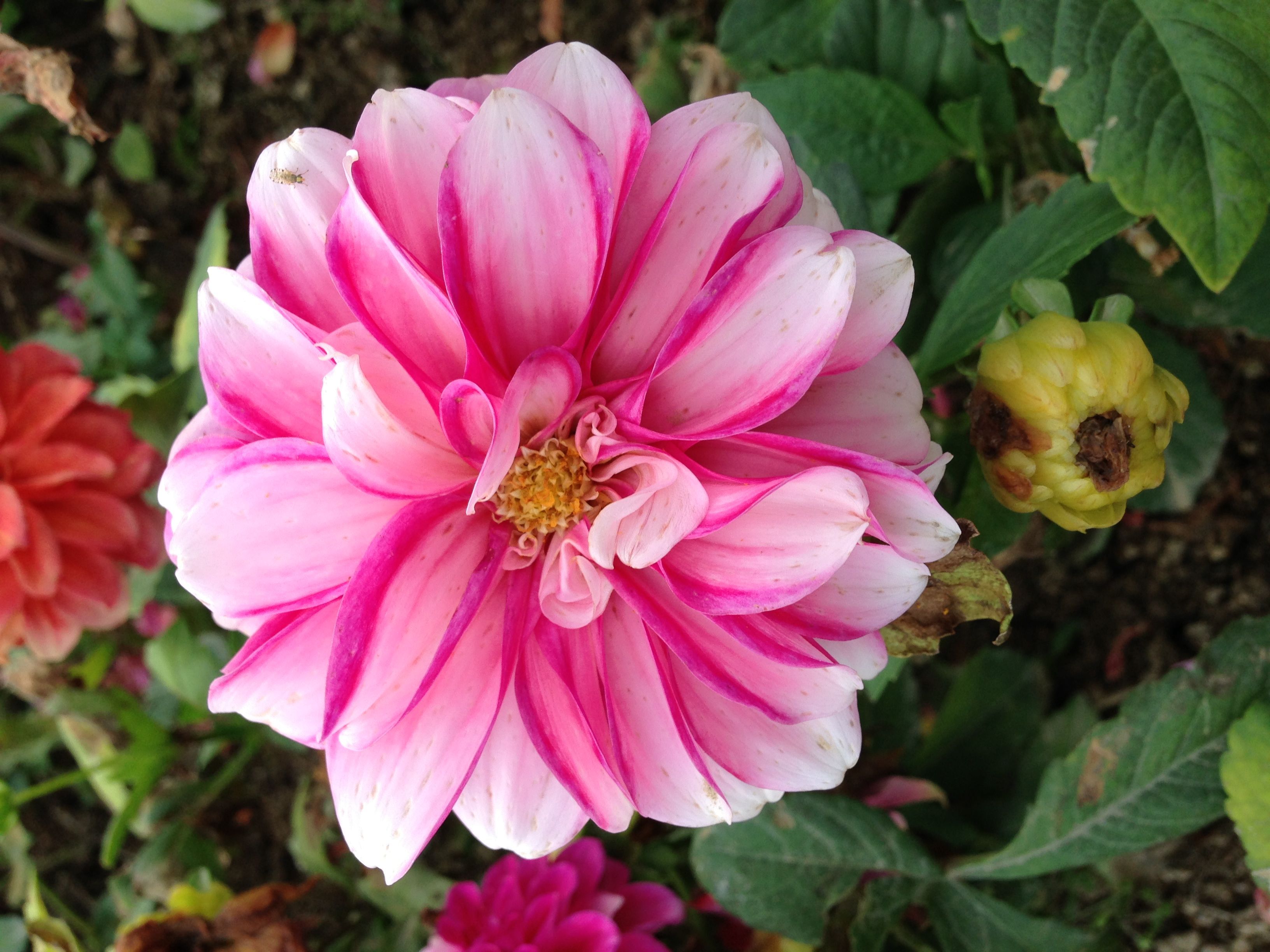 丹樱农业生态园