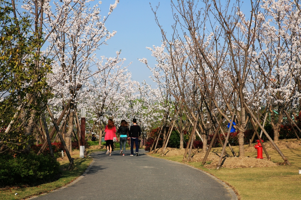 2014顧村公園賞櫻