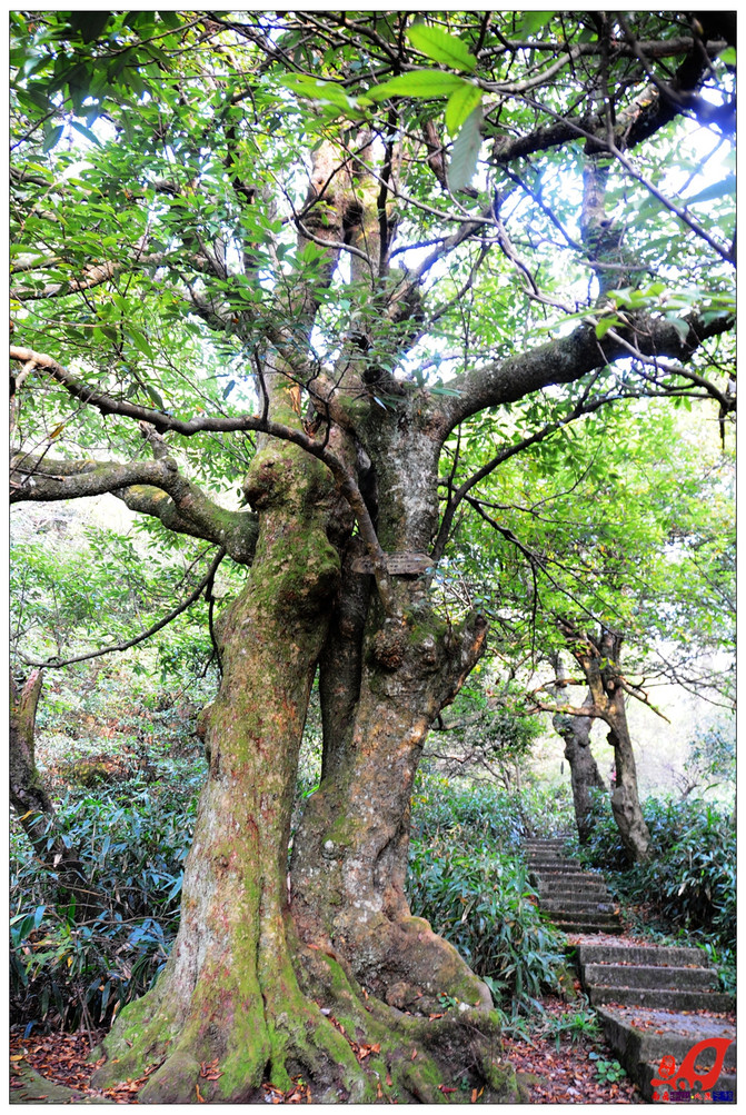 【南岳衡山赋】及南岳衡山的十二种玩法攻略