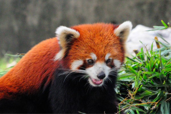 其棕色与白色相间的九节环纹,非常惹人喜爱,"九节狼"的别名因此而得