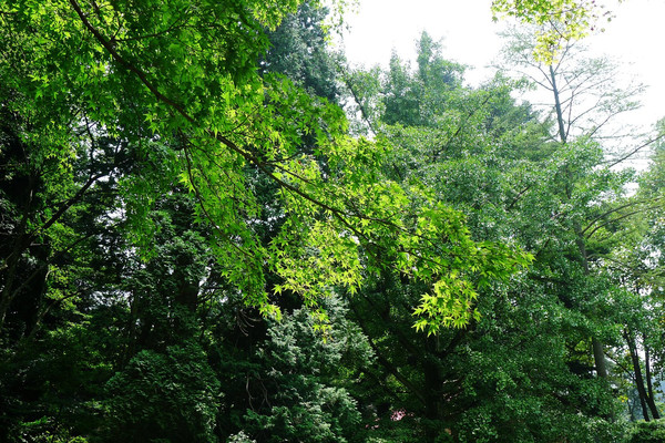 c6ef9c819e9e47aea236d37c6c413d0a_R_600_10000_Q90.jpg?proc=autoorient