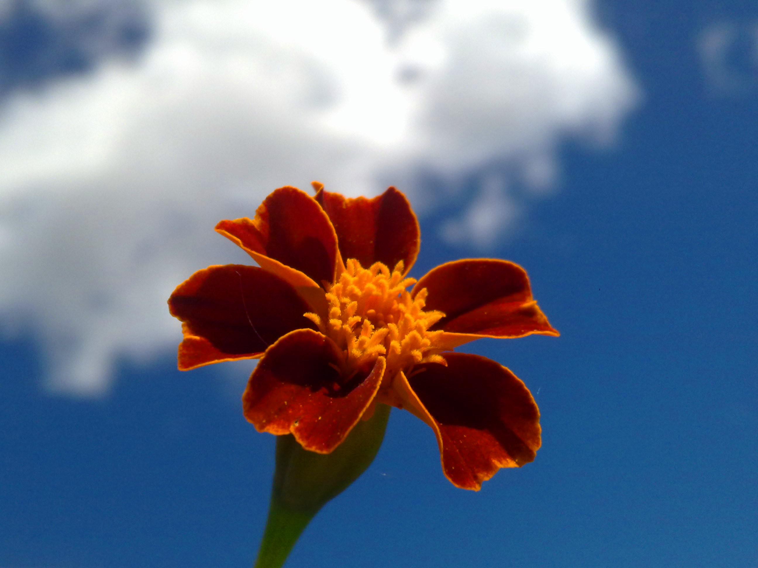       不知名的花朵,但是非常显眼