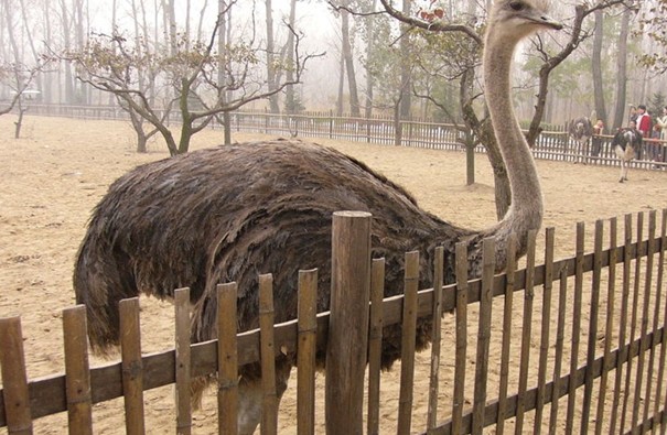 北京大興野生動物園一日團隊遊