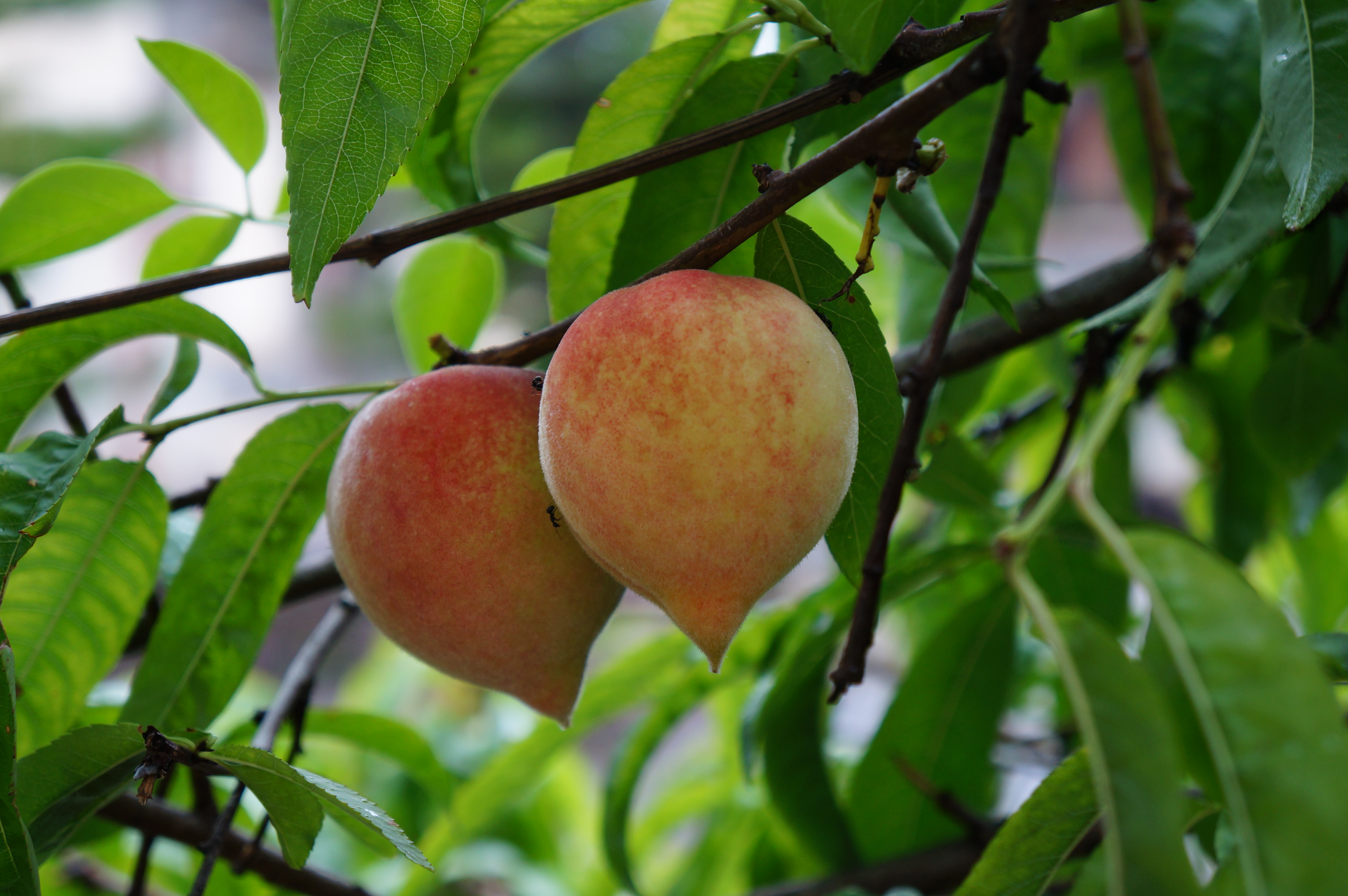 团山的一路上看到几乎家家户户都种着石榴和桃树,这里的桃子是鹰嘴桃