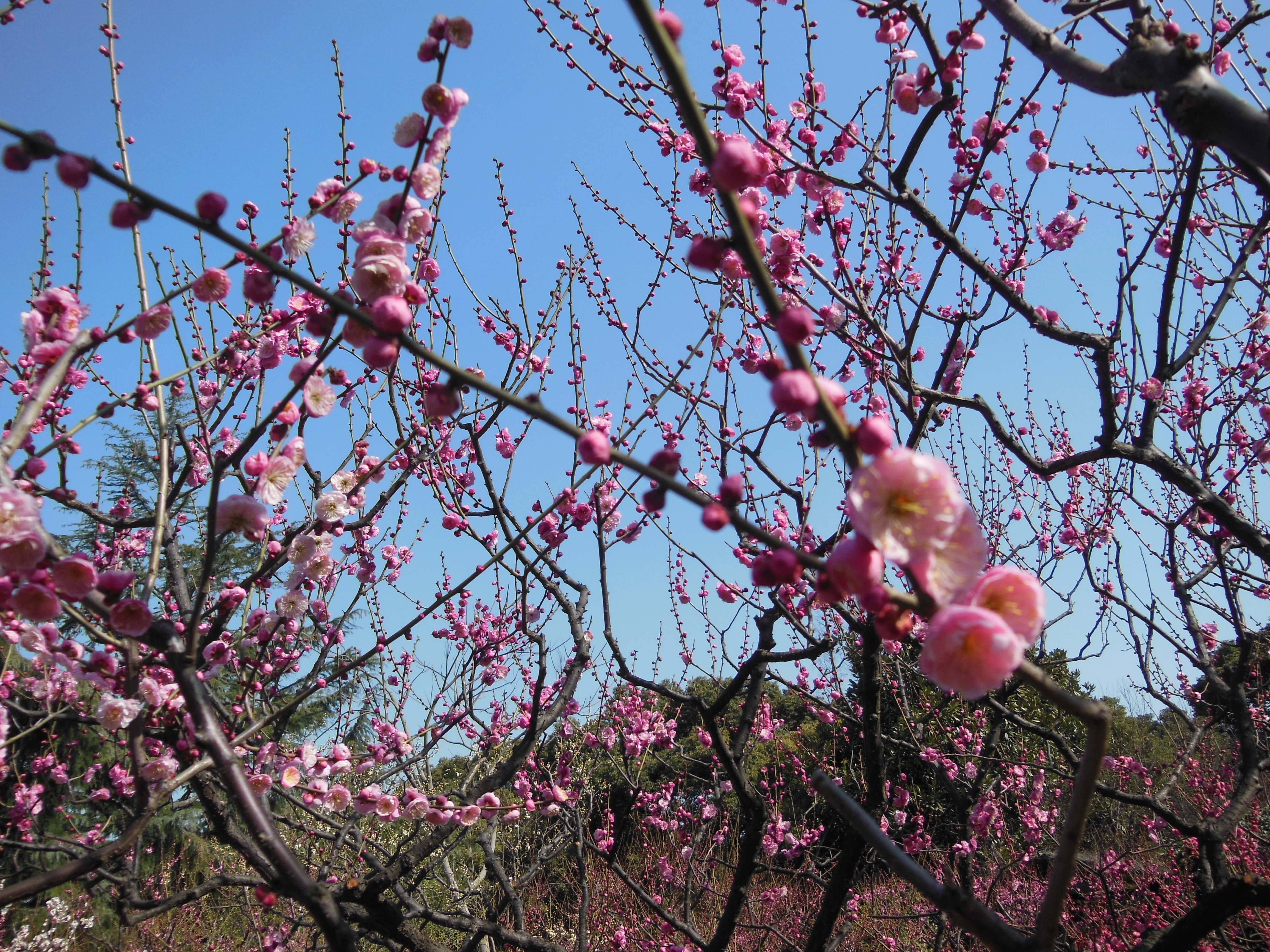 馬年坐747去賞花,2月15日梅花初探新鮮出爐啦!