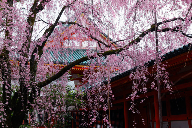 我的日本樱花游-在寺院神社,名城尽情享受樱花的魅力