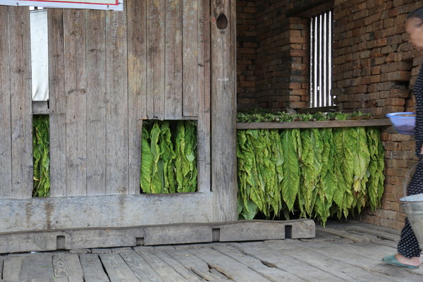 村中的菸葉晾房.