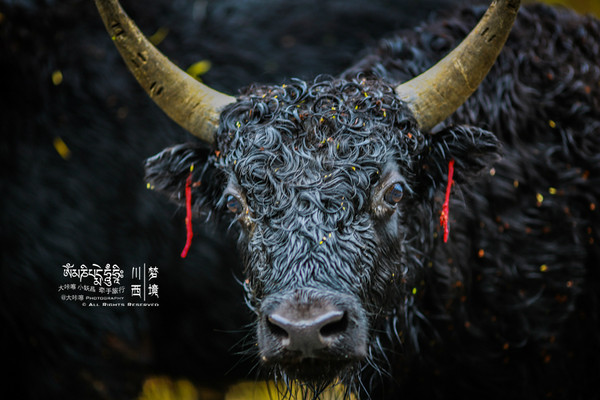 梦境交织,当爱的化身——牛,向你扑来 梦境交织,当爱的化身——牛,向你扑来