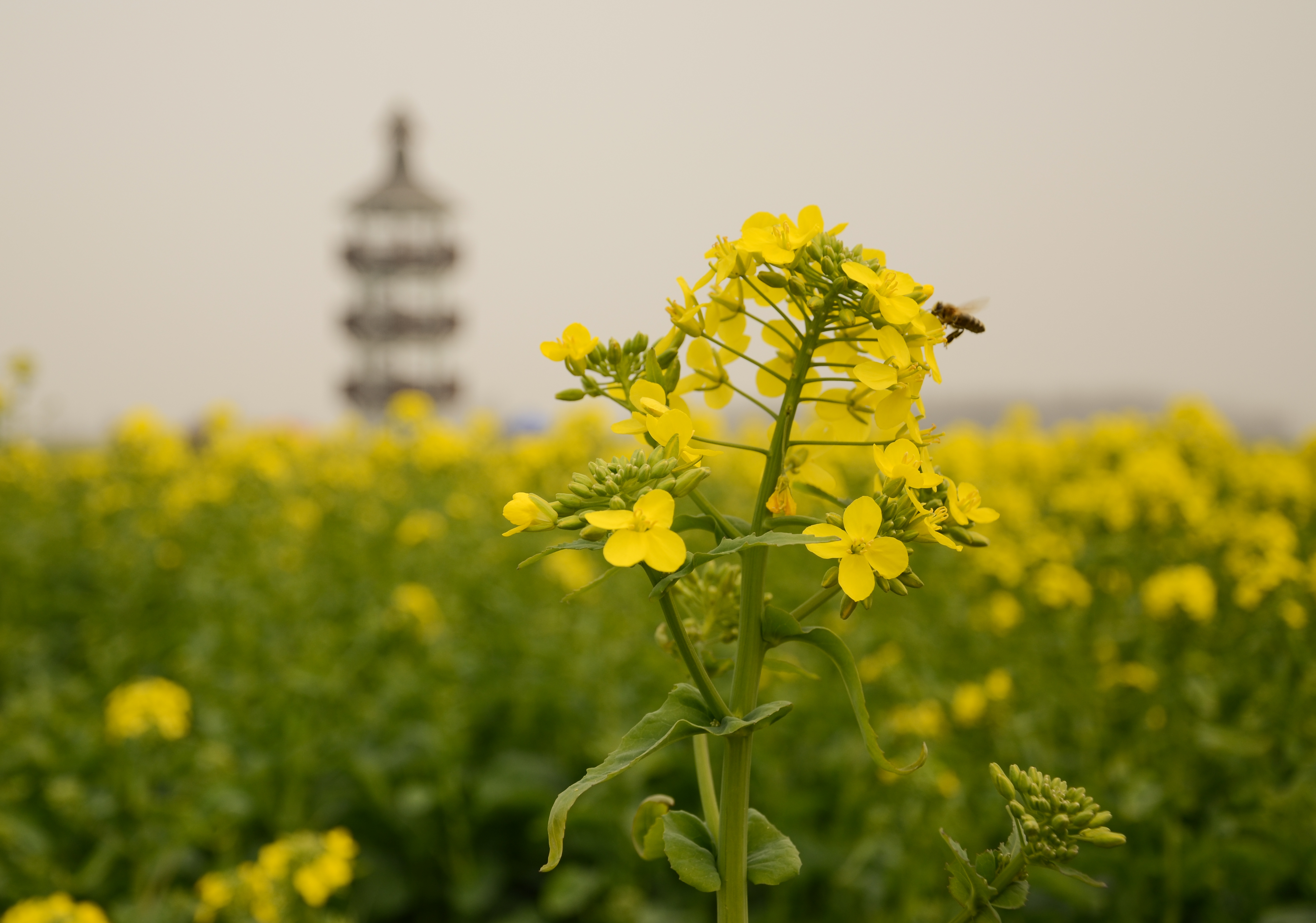 垛田风光带(千岛菜花风景区)