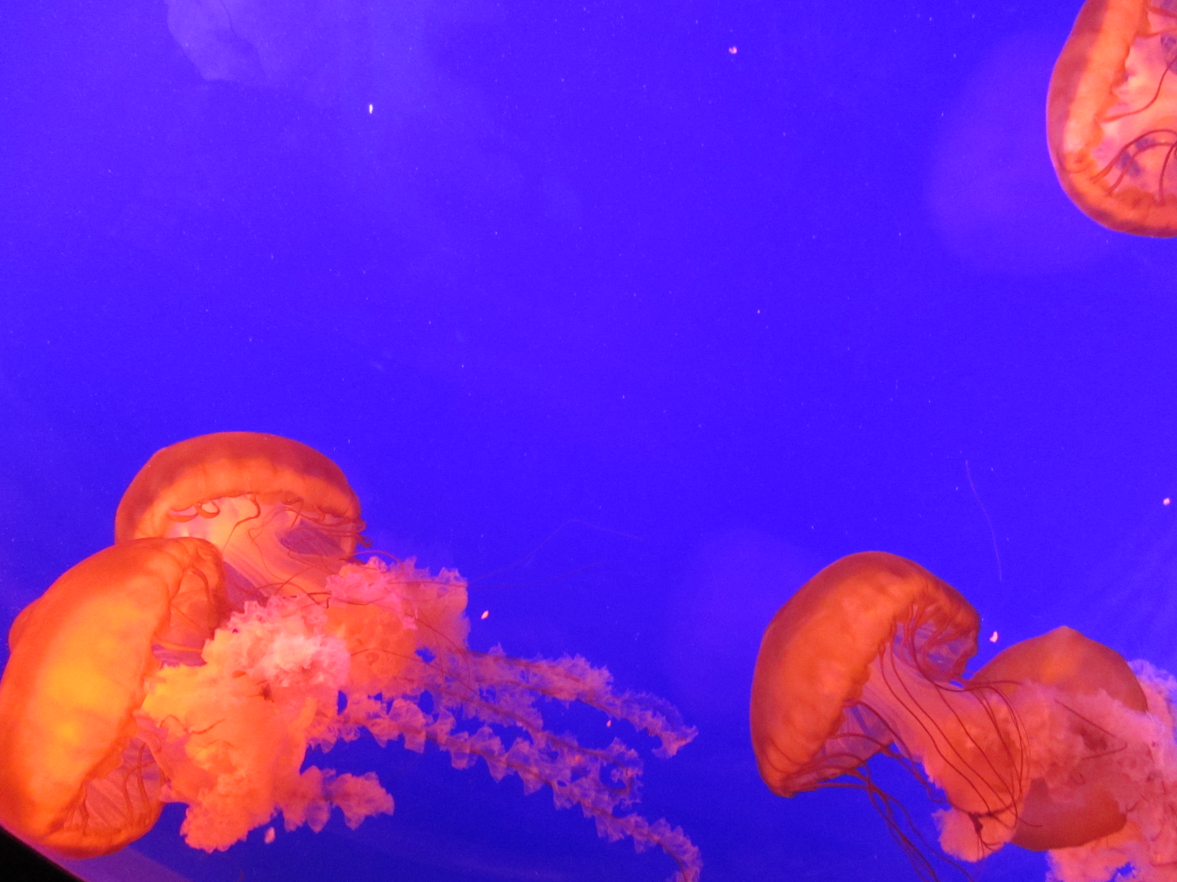 上海海洋水族館