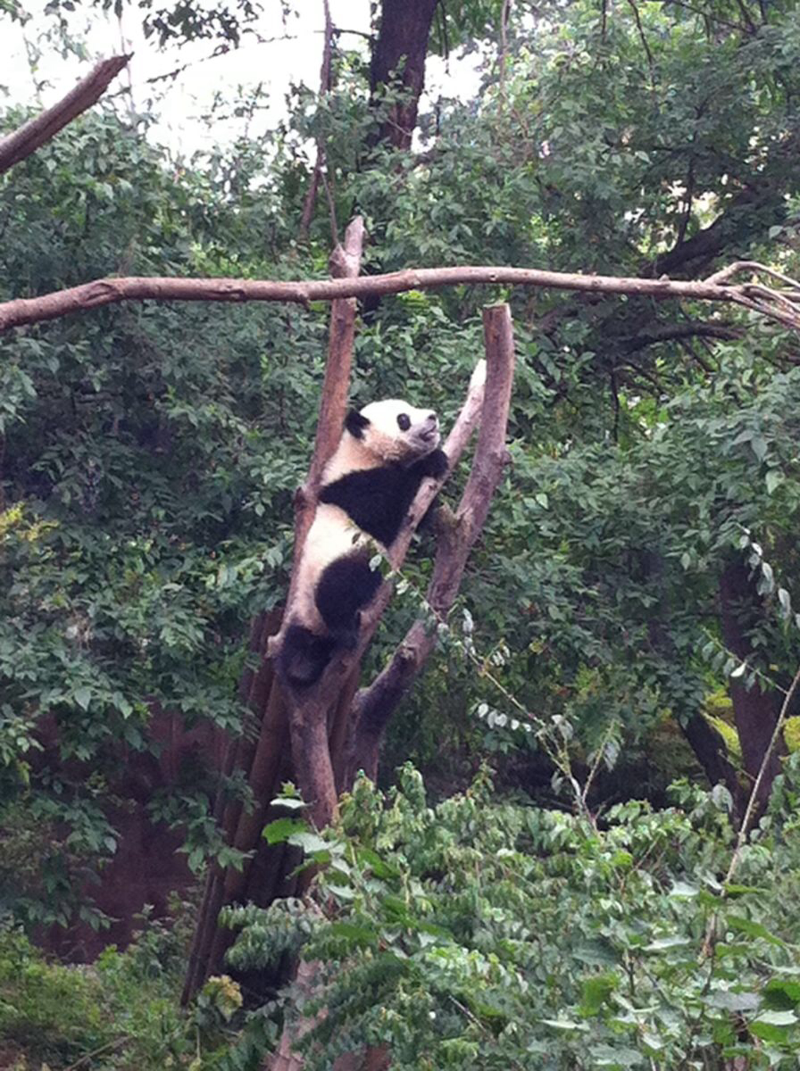 而且憨态可掬,你可以看到熊猫的真实模样,成都的大熊猫基地是国内最大