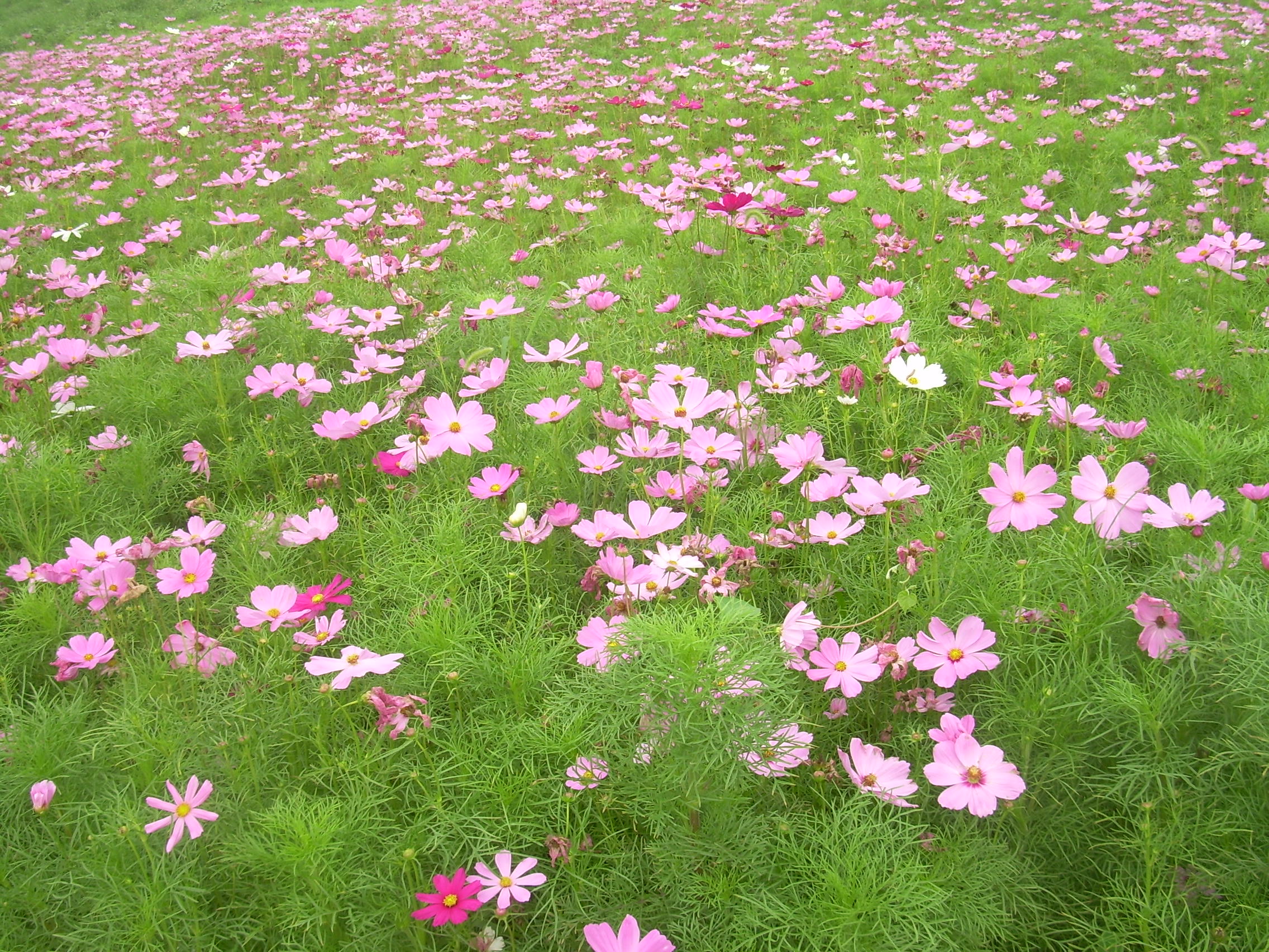 【環球體驗】西山公園的波斯菊