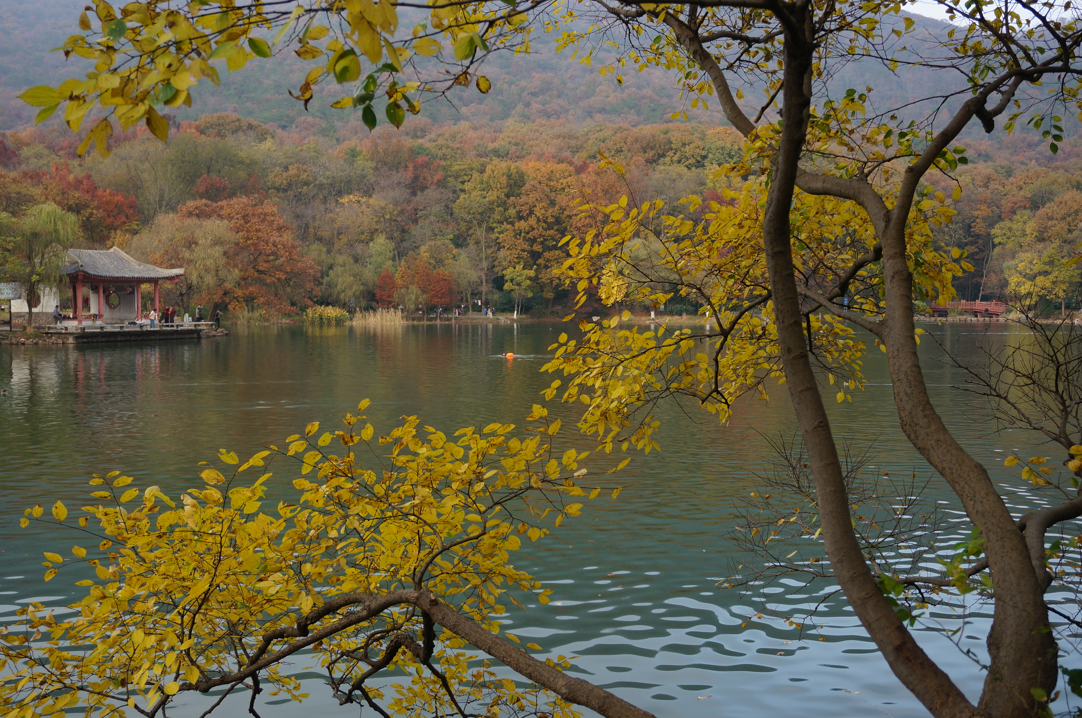紫金山紫霞湖图片