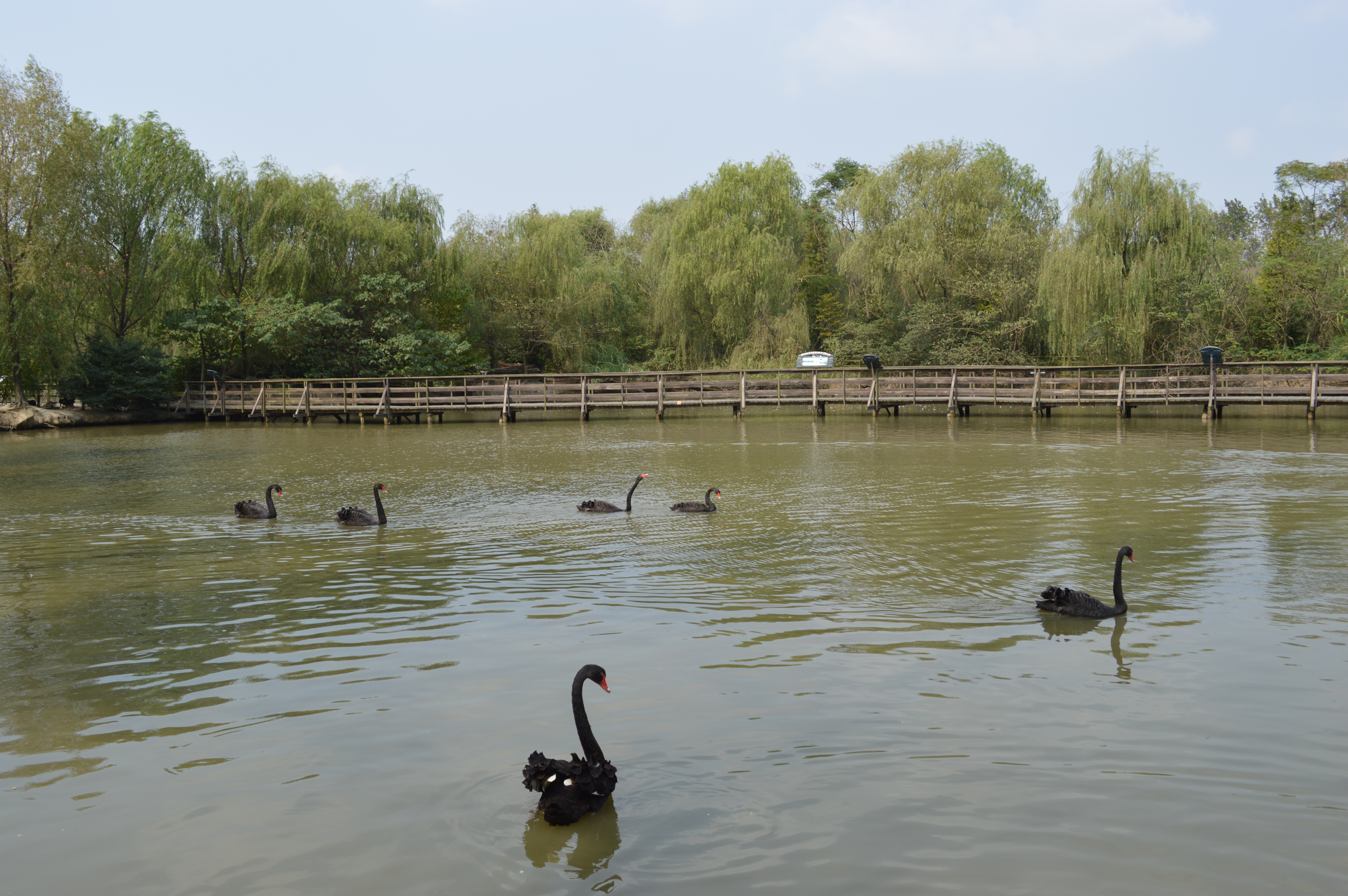 溱湖国家湿地公园