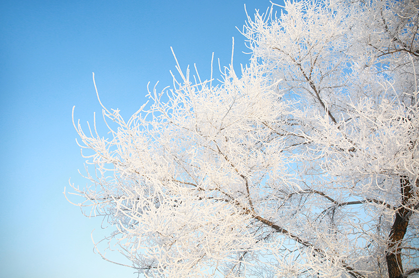 随手拍!雪花绽放的北国