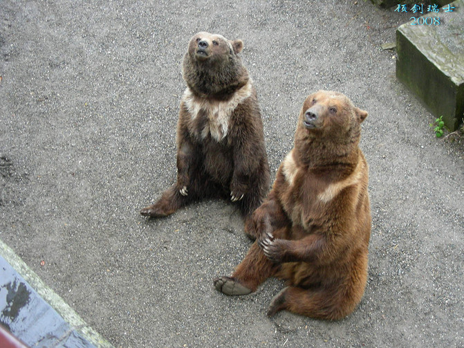 青衫磊落险峰行--瑞士阿尔卑斯行记