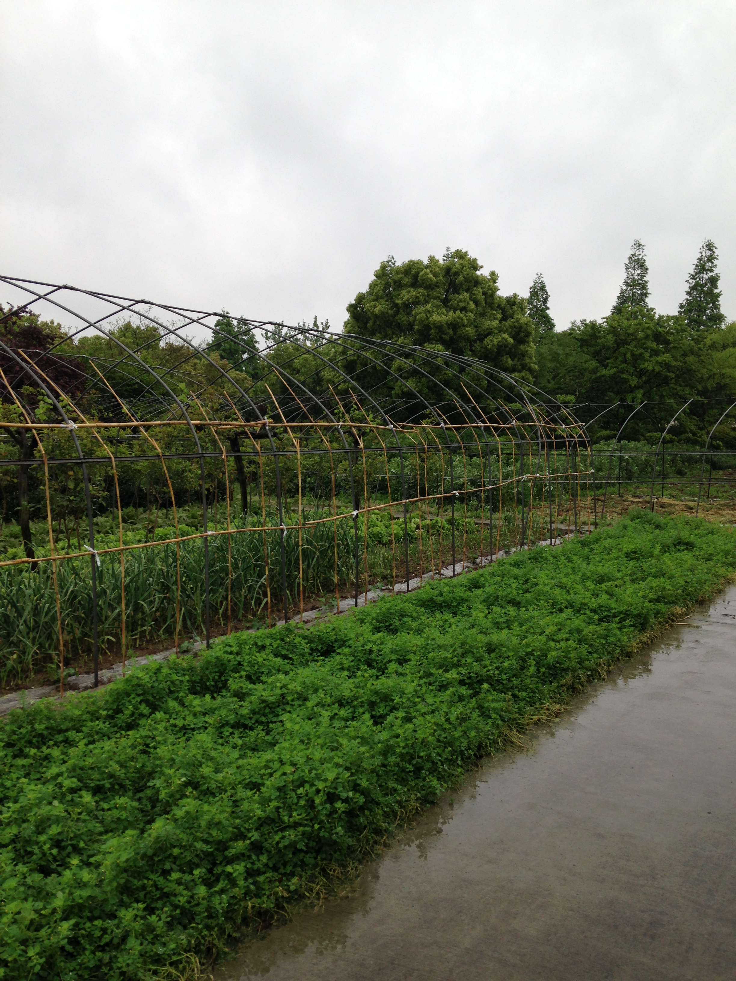 蔬菜种植户菜地投资意愿及影响因素分析