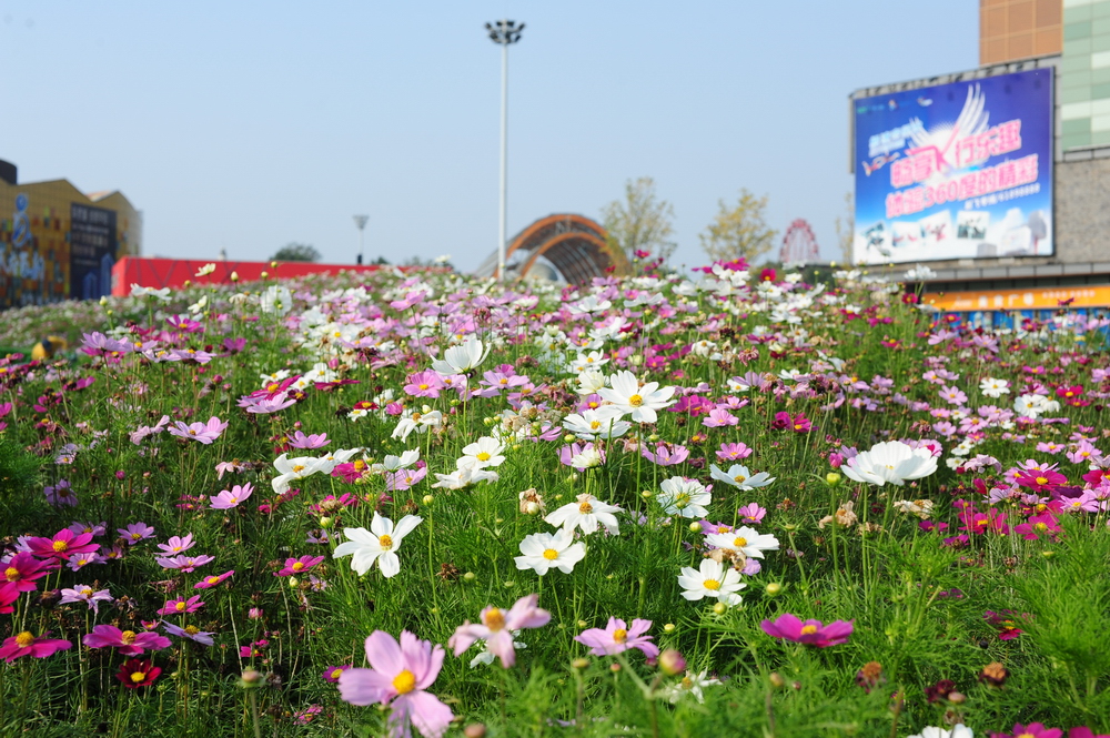 青城山和成都欢乐谷：四川成都的两大旅游胜地