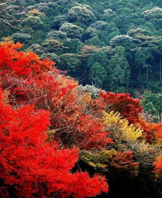 【攜程攻略】北京香山公園適合家庭親子旅遊嗎,香山公園家庭親子景點