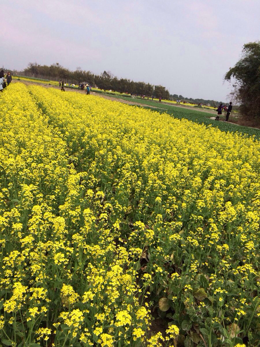 开平大沙大塘面油菜花图片