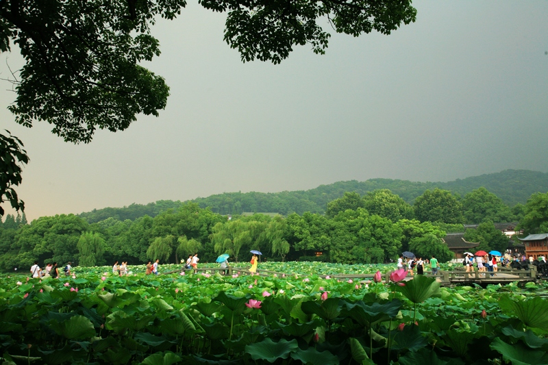 夏天的杭州,麴院風荷的西湖風景