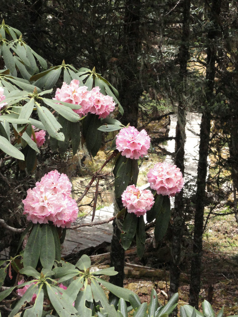 麗江五月 老君山杜鵑