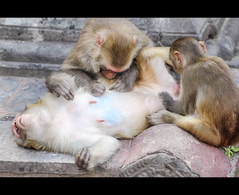 山谷里的奇迹之城—加德满都人文之旅
