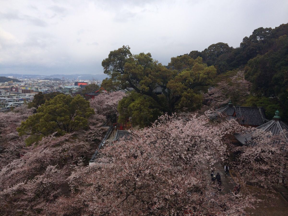 和歌山樱花图片